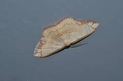 Pylargosceles steganioides
