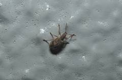 Phyllobius incomptus