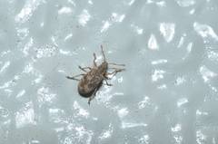 Phyllobius incomptus