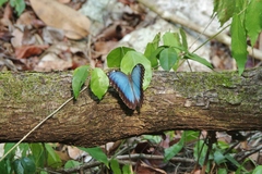 Morpho helenor montezuma