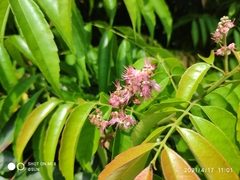 Amesiodendron chinense