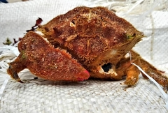 Dromiidae