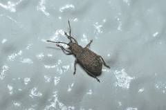 Nothomyllocerus illitus