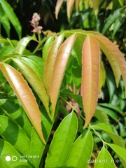 Amesiodendron chinense