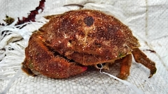 Dromiidae