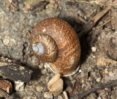 Cyclophorus punctatus