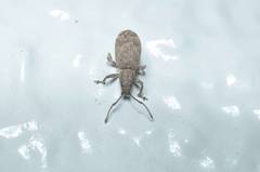 Nothomyllocerus illitus