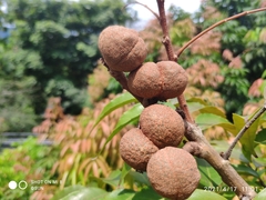 Amesiodendron chinense