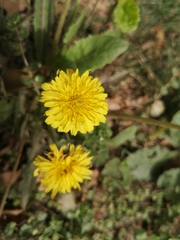 Taraxacum mongolicum