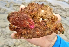 Dromiidae