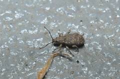 Nothomyllocerus illitus