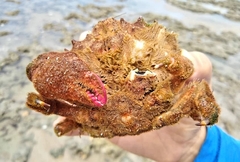 Dromiidae