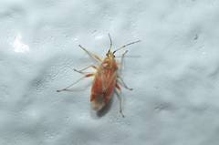 Harpocera orientalis