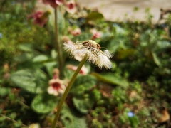 Taraxacum mongolicum