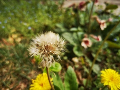 Taraxacum mongolicum