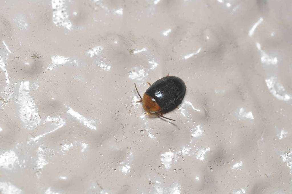 Sacodes protecta