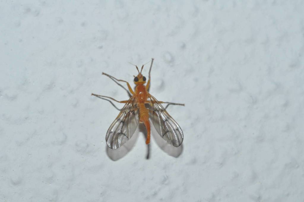 Porpomastix fasciolata