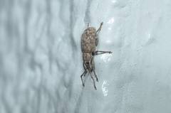 Nothomyllocerus illitus