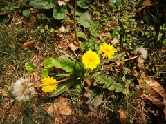 Taraxacum mongolicum