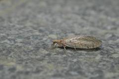 Micromus linearis