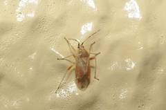 Harpocera orientalis