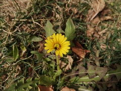 Taraxacum mongolicum