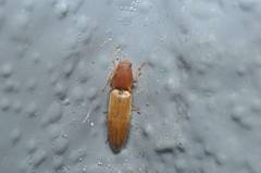 Dolerosomus gracilis