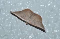 Plesiomorpha punctilinearia