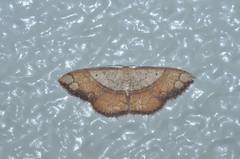 Pylargosceles steganioides