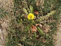 Taraxacum mongolicum