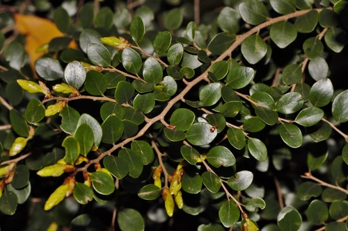 Diospyros natalensis subsp. nummularia image