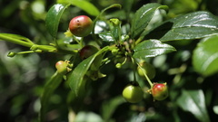 Rhamnus prinoides