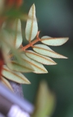 Caesalpinia vernalis