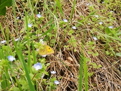 Colias fieldii