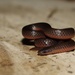 Eastern Worm Snake - Photo (c) Ty Smith, some rights reserved (CC BY-NC), uploaded by Ty Smith