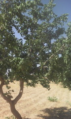 Piliostigma thonningii