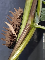 Troides helena cerberus