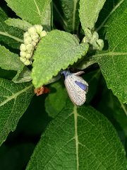 Zizula hylax pygmaea