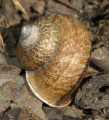Cyclophorus punctatus