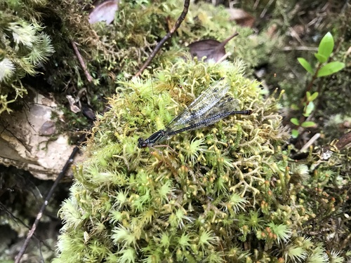 Megalagrion heterogamias observed 2021-04-13