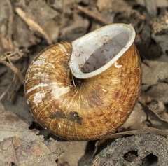 Cyclophorus punctatus