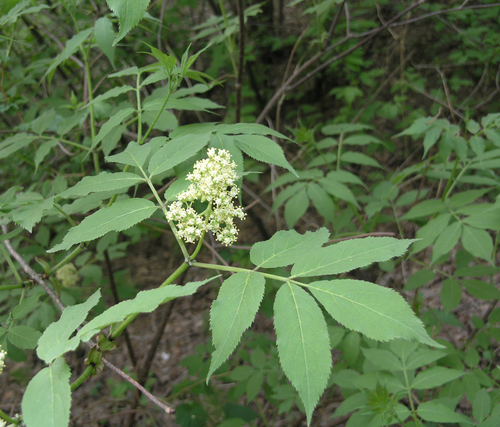Sambucus sibirica (Sambucus sibirica)