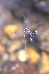 Metrocoris lituratus