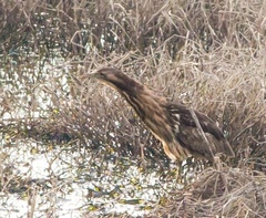 Botaurus poiciloptilus