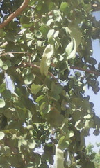 Piliostigma thonningii