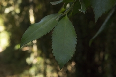 Laureliopsis philippiana