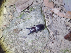 Serrognathus kyanrauensis