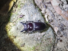 Serrognathus kyanrauensis