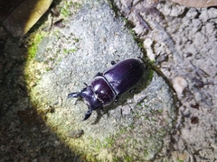 Serrognathus kyanrauensis