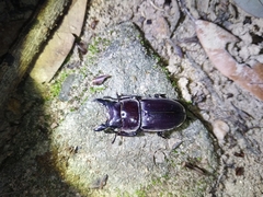 Serrognathus kyanrauensis